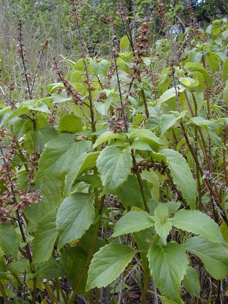 Basilikum Ocimum gratissimum ©Forest & Kim Starr